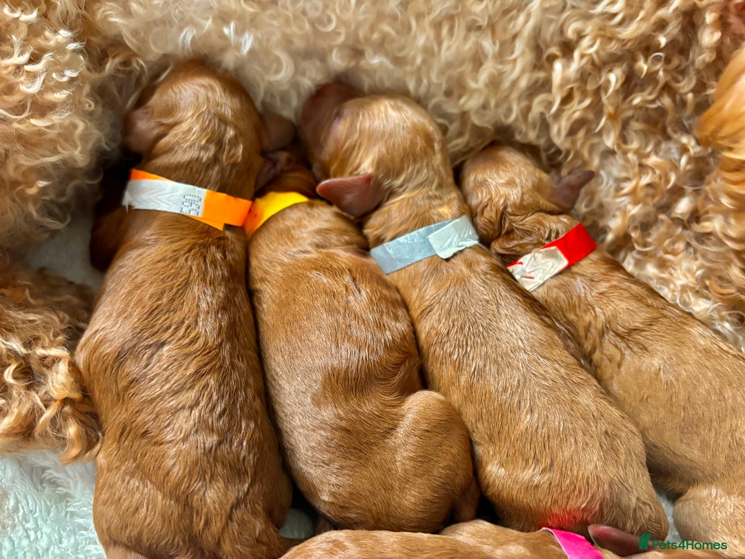 Miniature Poodle dogs for sale: **All Reserved** Stunning Deep Red Mini Poodle - Advert 11