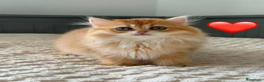 British Longhair 1 Red