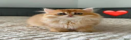 British Longhair cats for sale: Golden British BLH and BSH kittens  - Advert 5