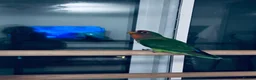 Lovebirds birds for sale: Lovebird and budgie for sale  in Enfield - Advert 1