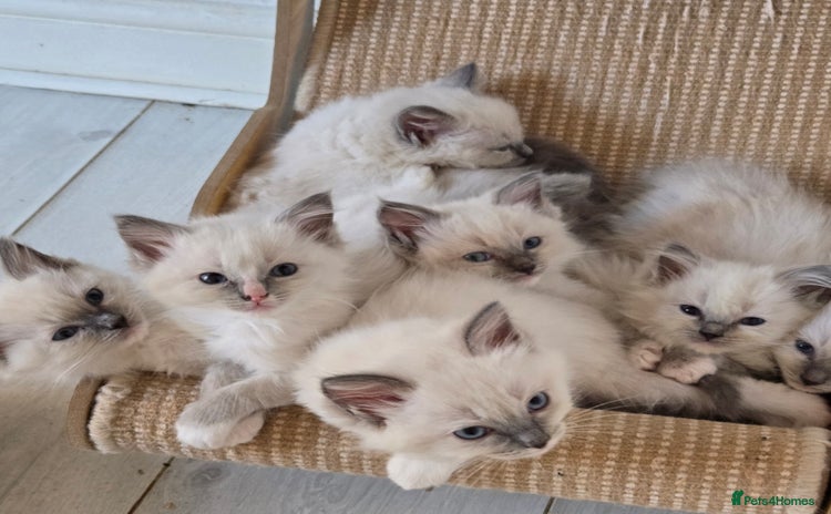 Ragdoll cats - Advert 3