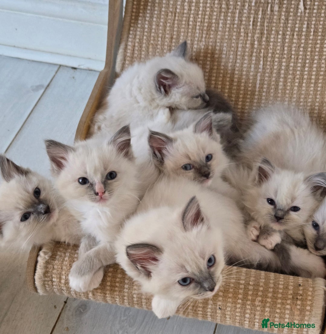 Ragdoll cats for sale: 7 beautiful blue mitted ragdoll kittens - Image 1