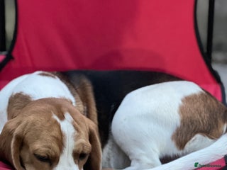 Beagle dogs Beagles - Advert 5