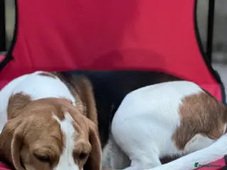 Beagle dogs Beagles - Advert 5