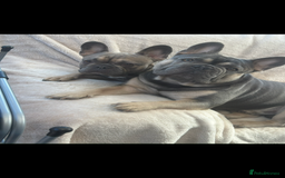 French Bulldog dogs for sale: French Bulldogs - Image 13