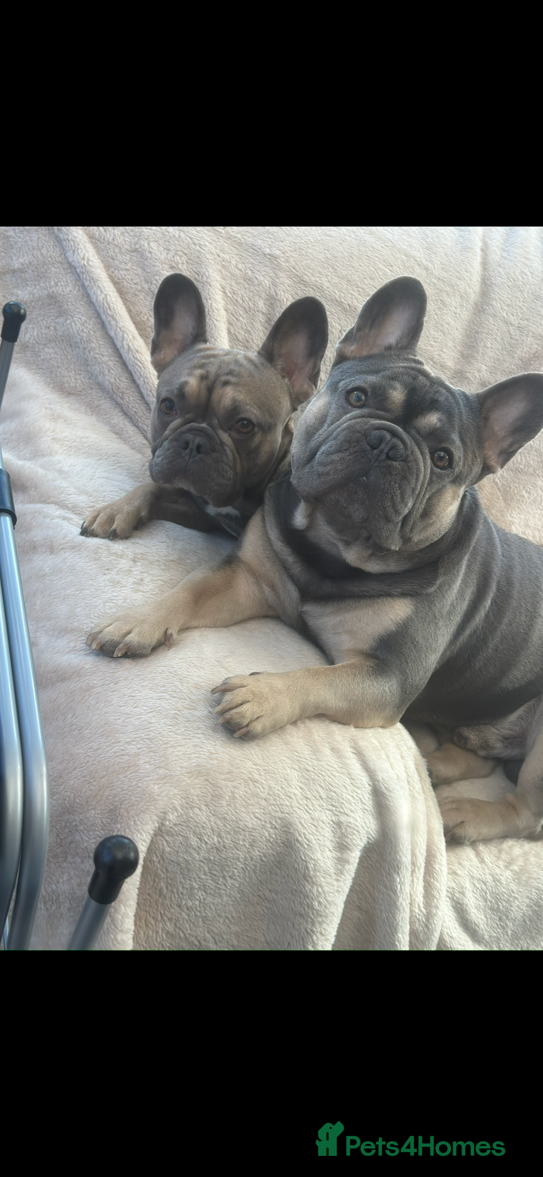 French Bulldog dogs for sale: French Bulldogs - Image 13