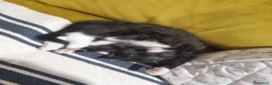 Luci