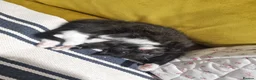 Mixed Breed cats for sale: Mixed Ragdoll kittens - Advert 15