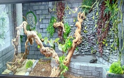 Python Snake reptiles for sale: 2 beautiful royal pythons  - Image 3