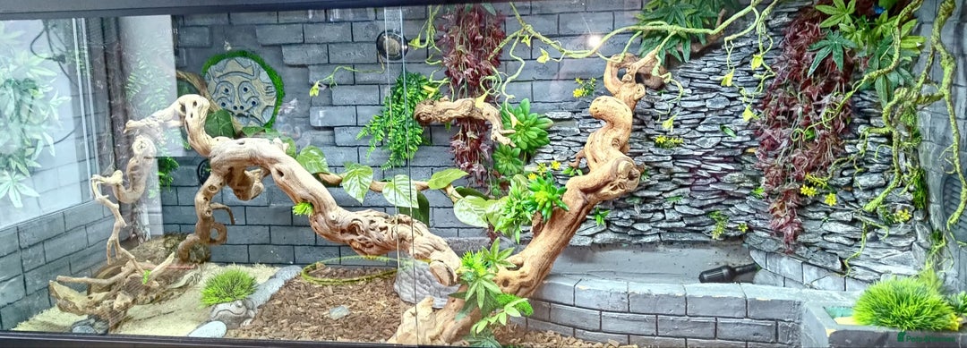 Python Snake reptiles for sale: 2 beautiful royal pythons  - Image 3