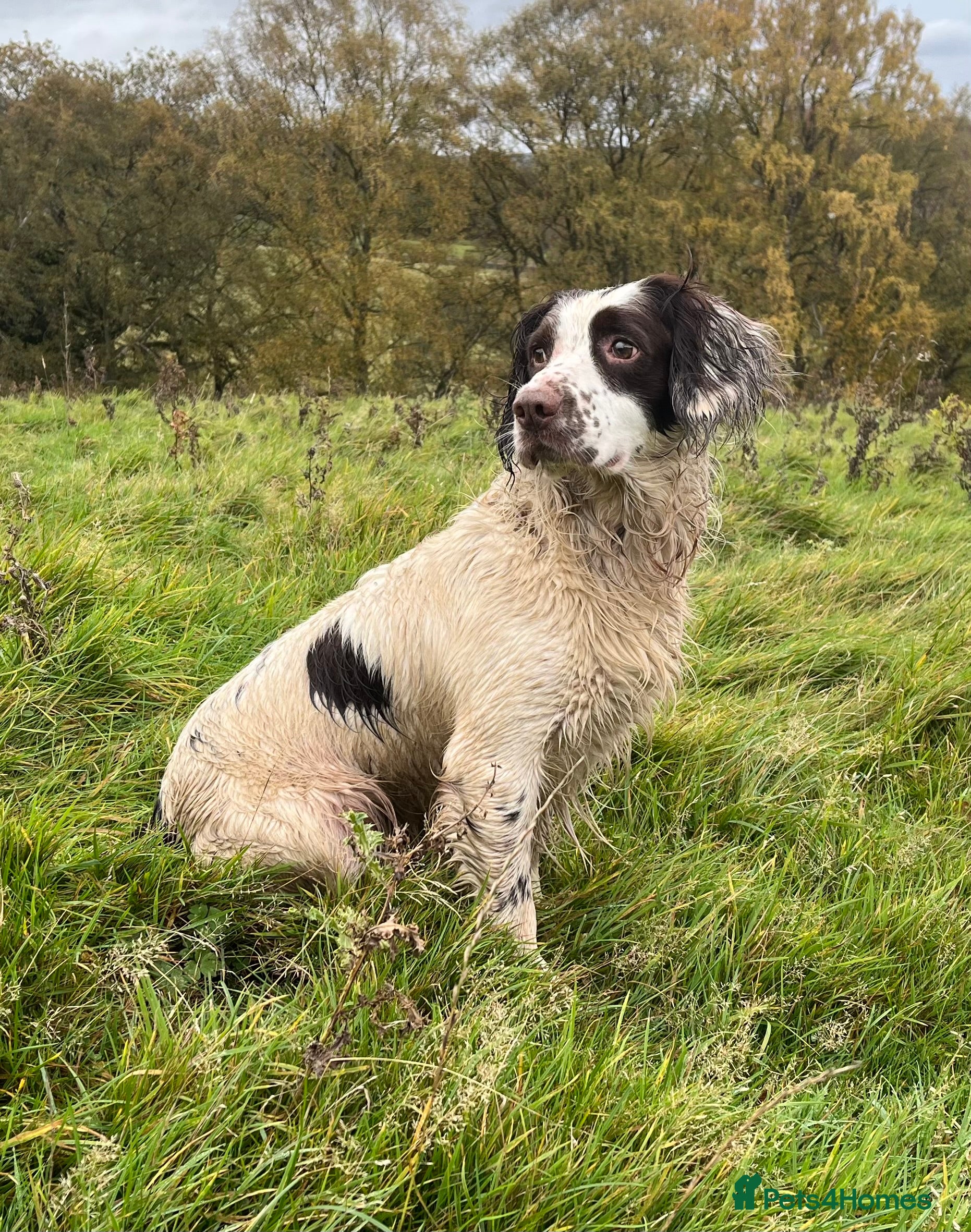 English Springer Spaniel dogs Springer spaniel for stud  - Advert 3