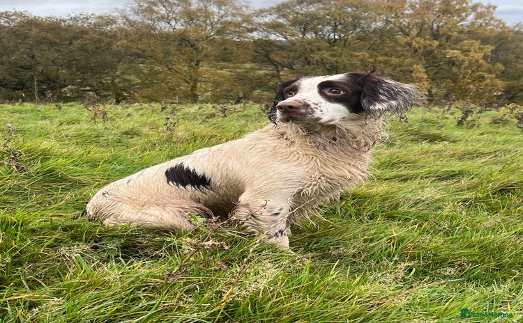 English Springer Spaniel dogs - Advert 6