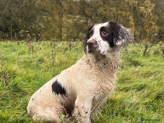 English Springer Spaniel dogs - Advert 1
