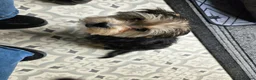 Morkie dogs for sale: Indi.  - Advert 5