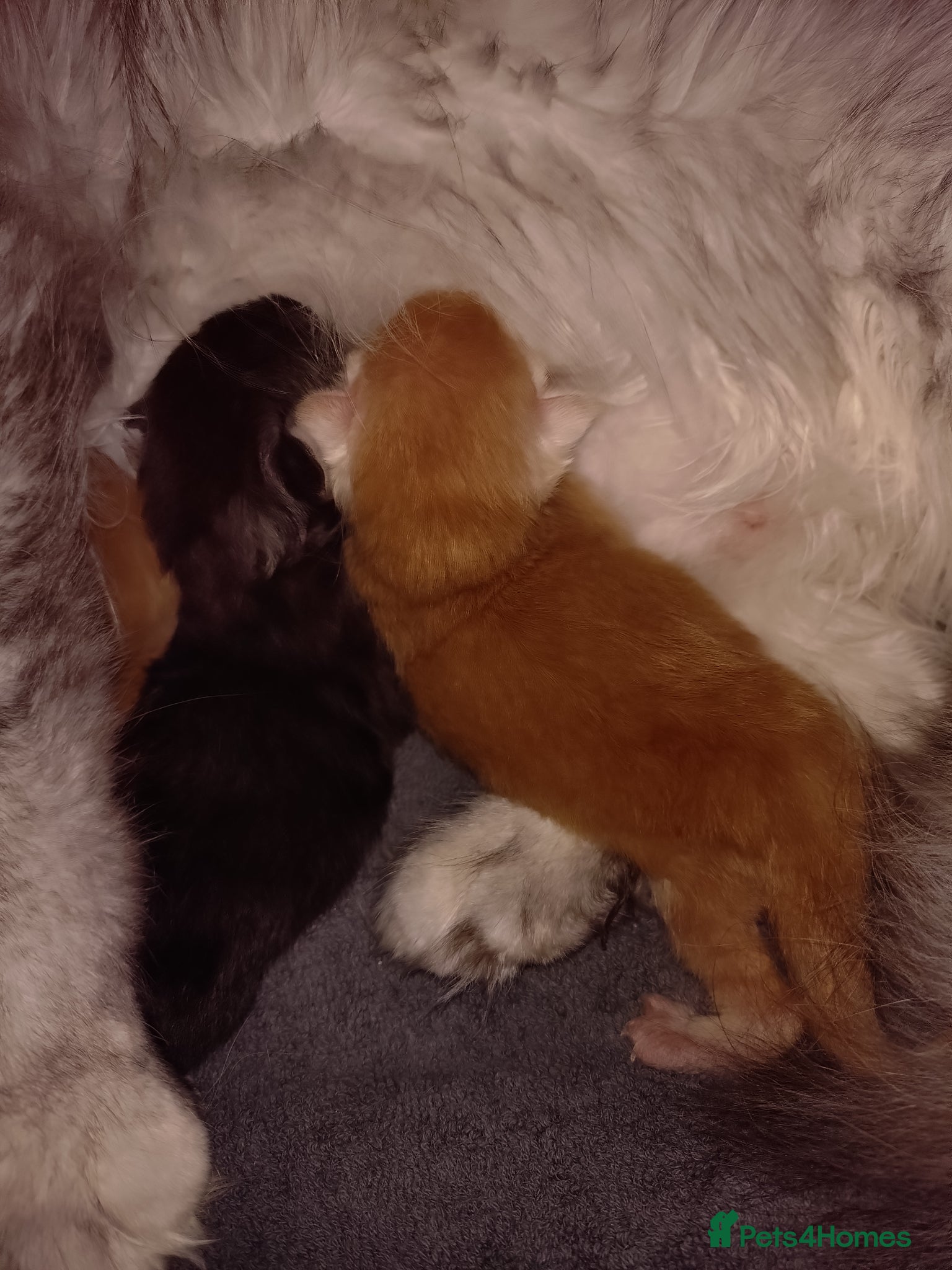 Maine Coon cats for sale: Maine coon boy kitten GCCF pedigree - Advert 15