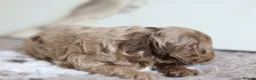 Cavapoo dogs for sale: F1 rare chocolate/choc Merle Cavapoo pups - Advert 34