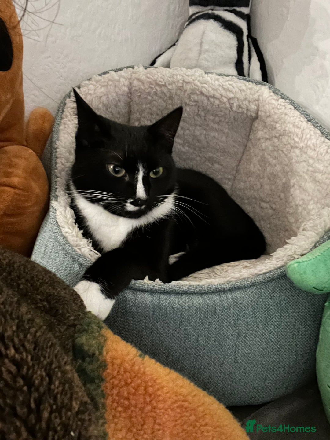 American Shorthair cats for sale: 2 brothers need a new home ASAP BOTH STAY TOGETHER - Advert 3