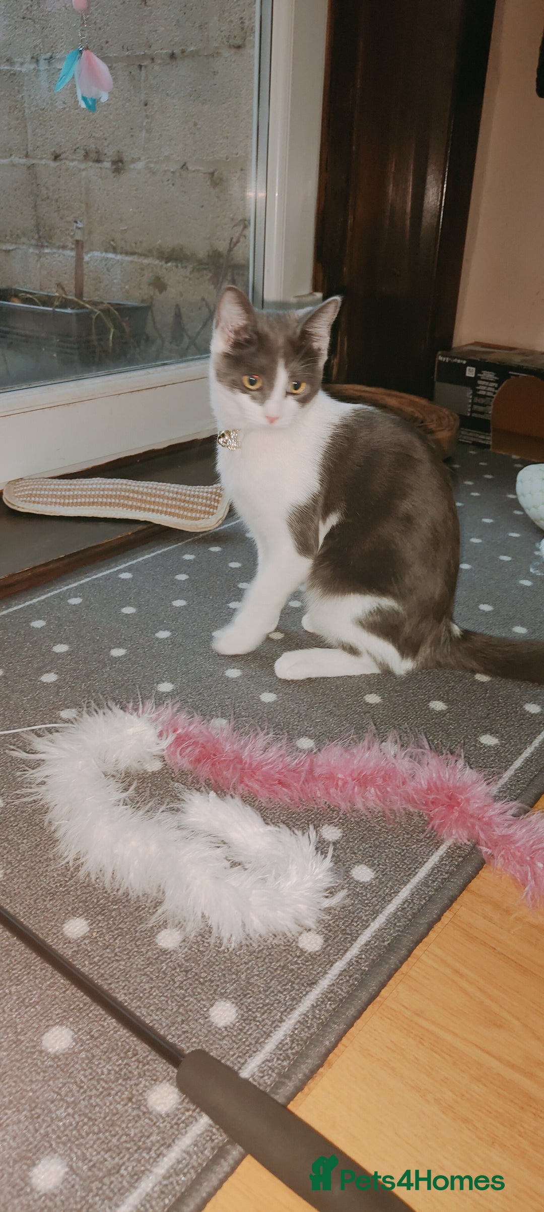 Ragdoll cats for sale: Ragdoll mix bred - Advert 3