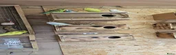 Budgerigars birds for sale: Budgies - Advert 3