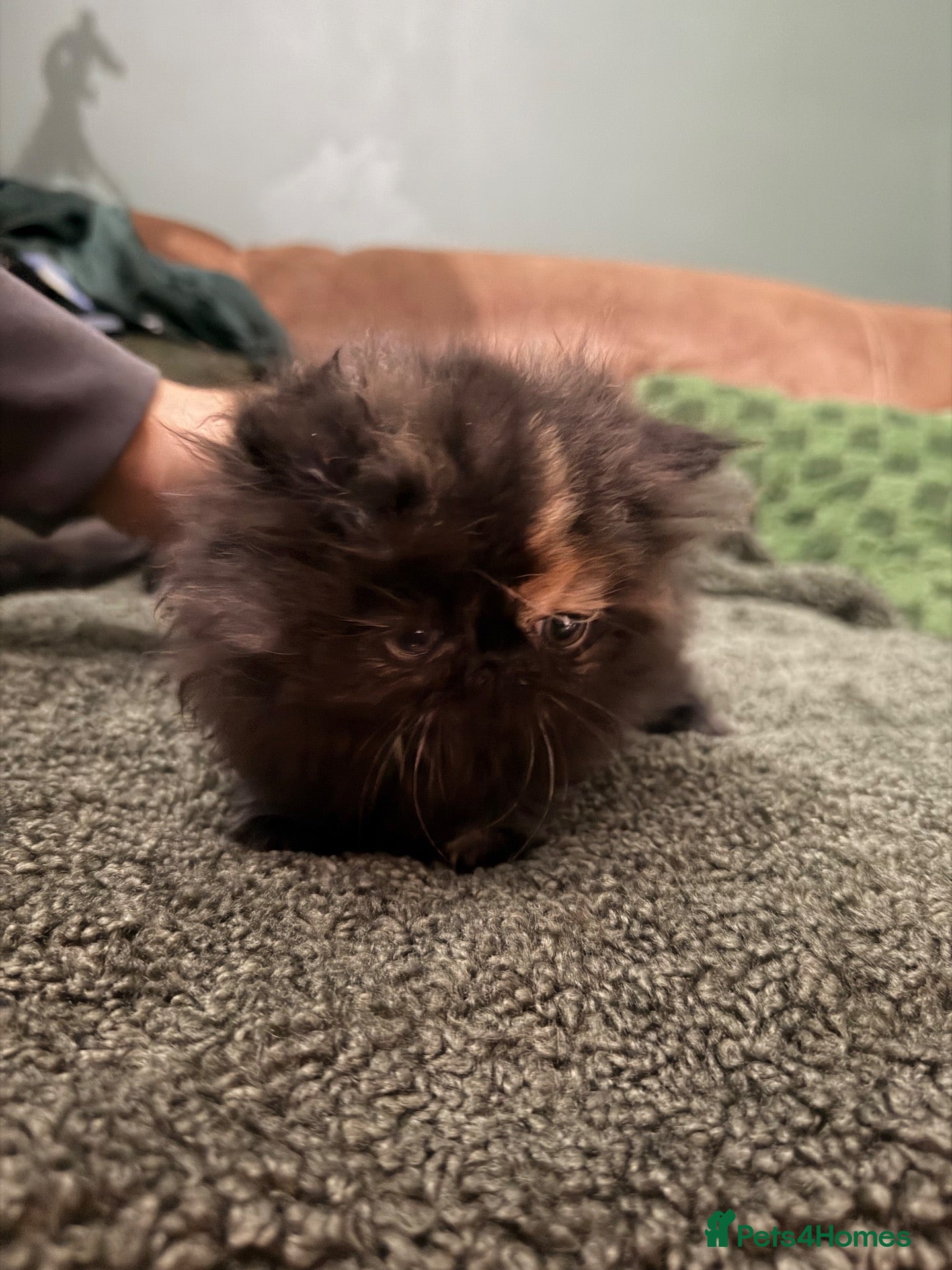 Persian cats Beautiful Pedigree Persian Kittens ready NOW - Advert 1