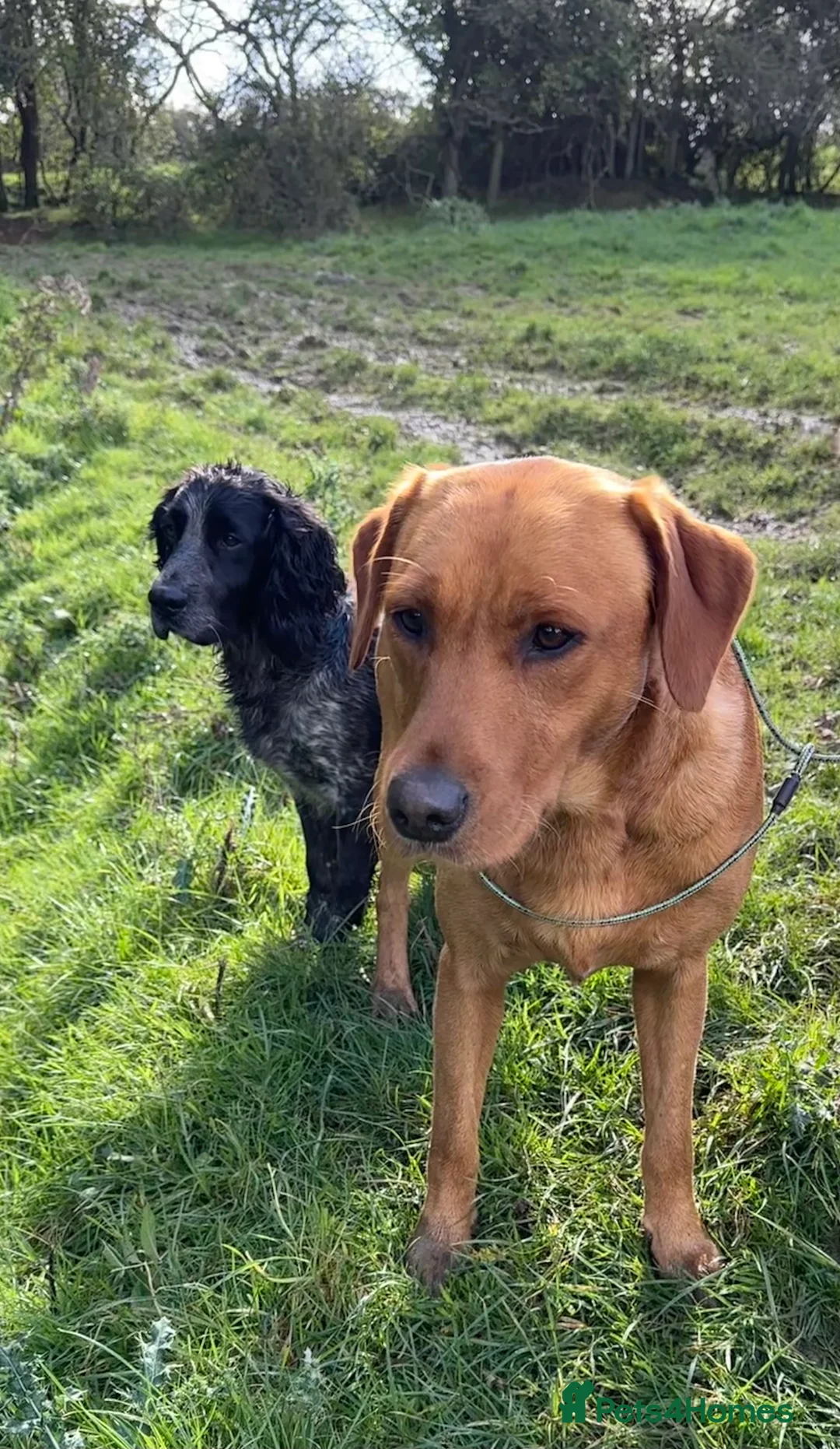 Labrador Retriever dogs for stud: Stunning fox red Labrador dog for stud in Tewkesbury - Advert 7