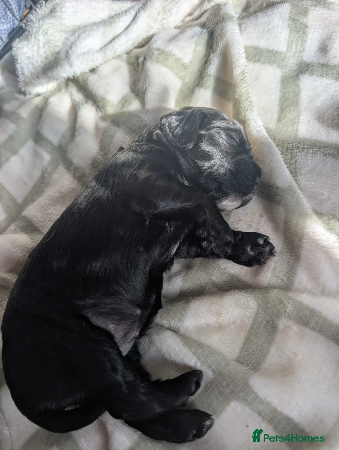 Cockapoo dogs for sale: Beautiful little of 5 Cockerpoos - Advert 29