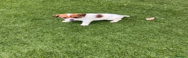 Jack Russell Puppy 4