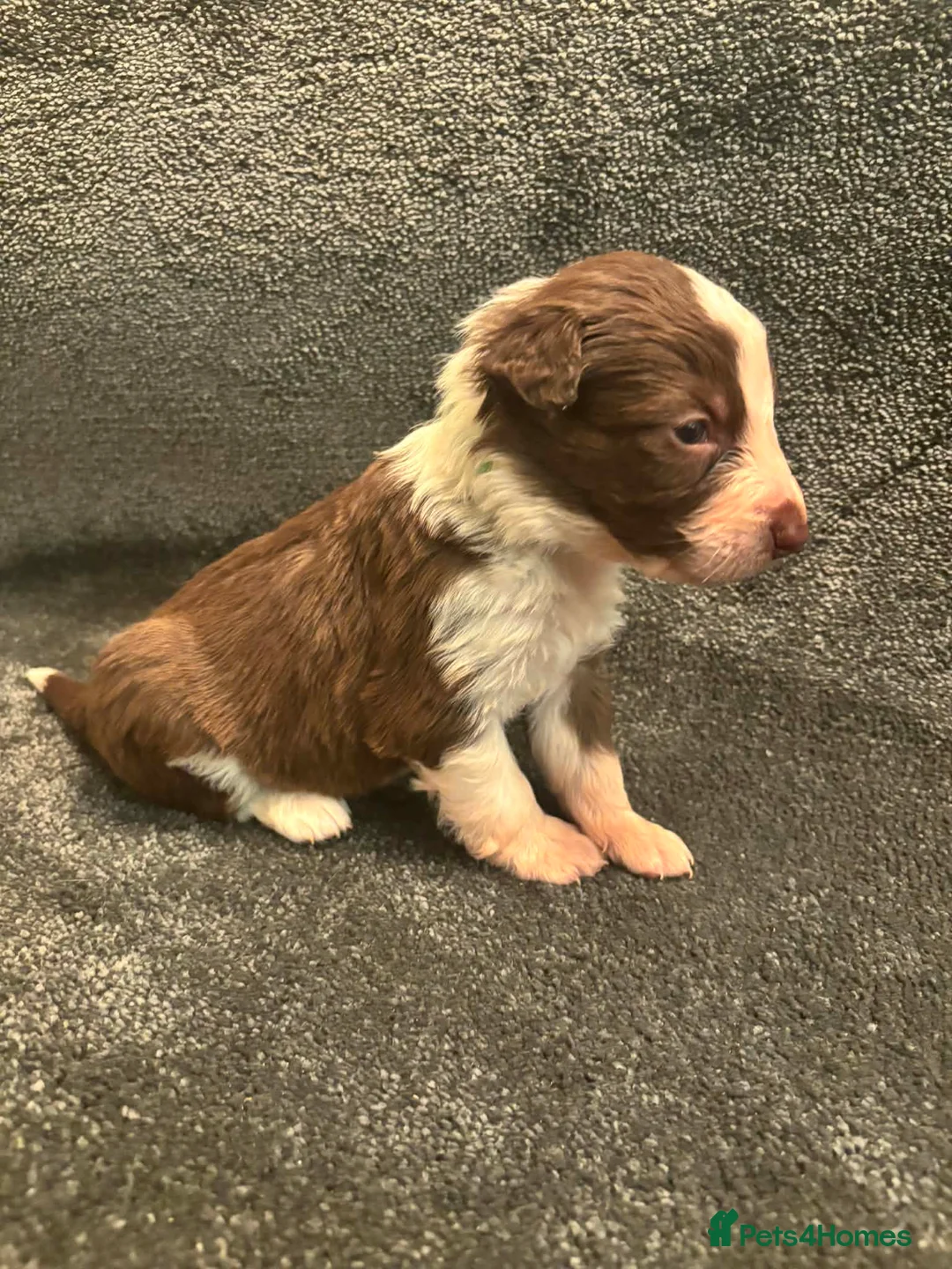 Border Collie dogs for sale: 8 Gorgeous Border Collie Puppies for Sale  - Advert 13