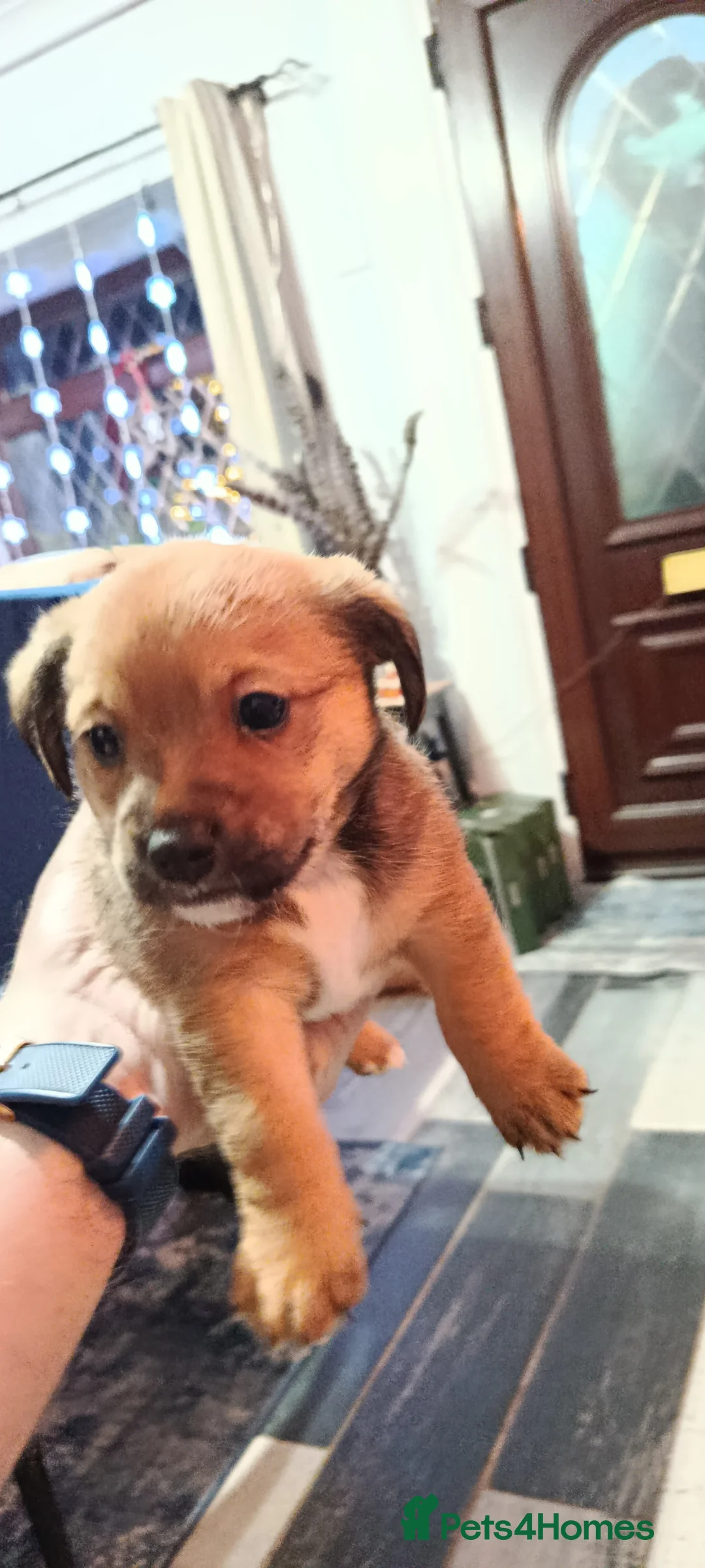 Mixed Breed dogs for sale: Healthy, Happy Puppies Available - Advert 16