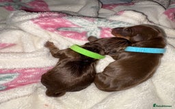 Miniature Dachshund dogs for sale: Miniature dachshund pups for sale 2 boys 1 girl  - Image 26
