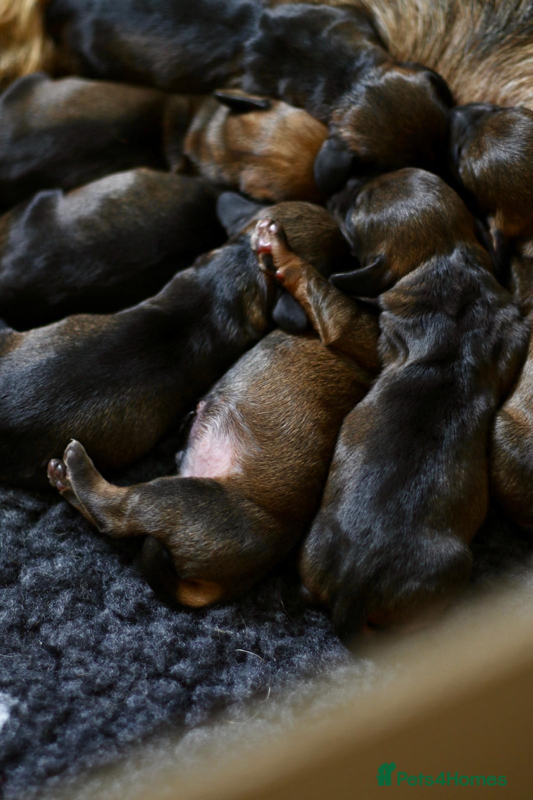 Dachshund dogs for sale: KC Registered Wirehaired Teckel Standard Dacshund  - Image 11