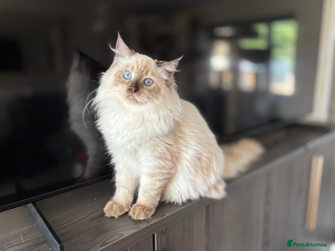 Ragdoll cats for sale: TICA DNA tested 5 Gen Pedigree  - Image 34