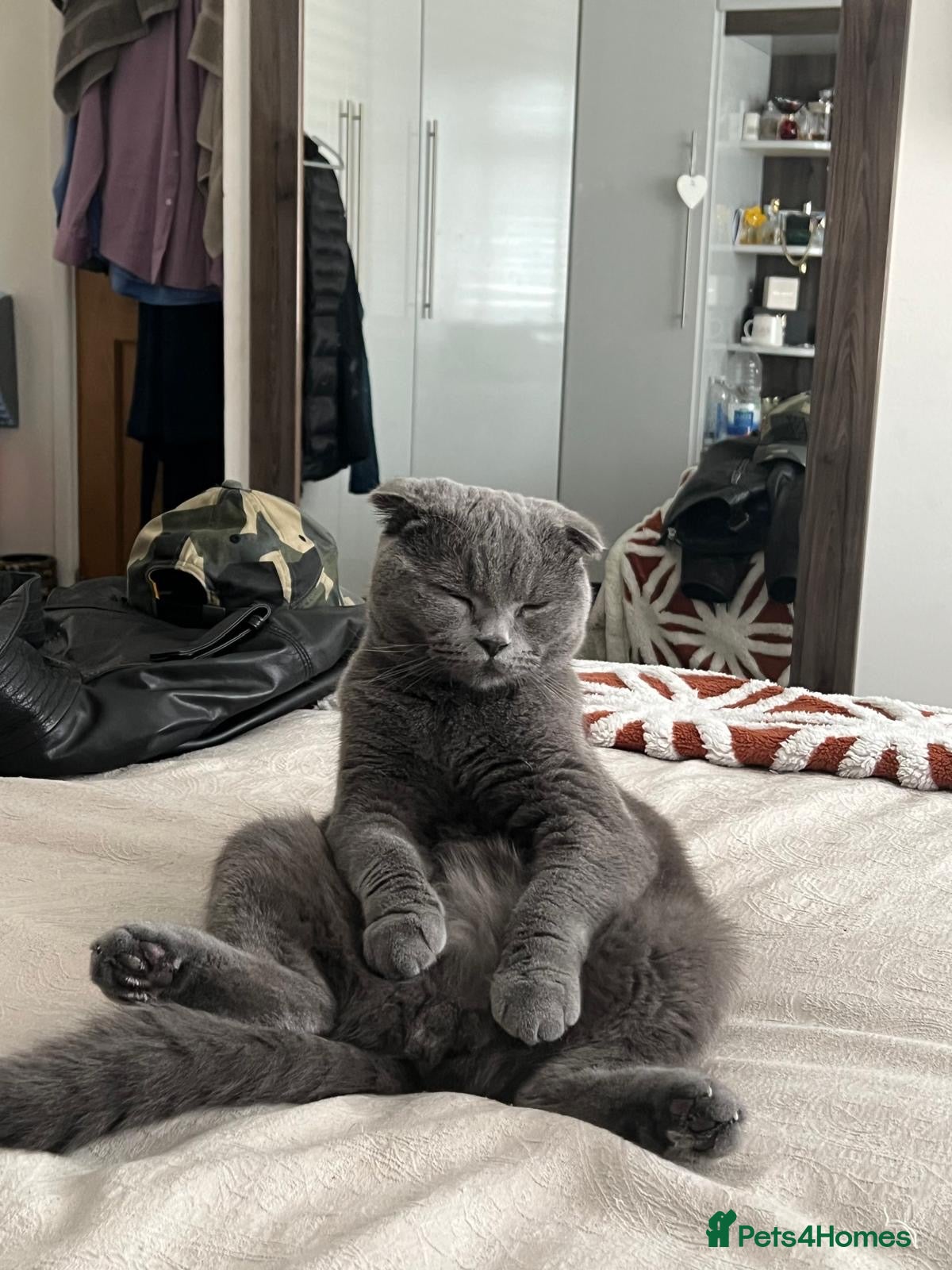 Scottish Fold cats Scotish fold  - Advert 1