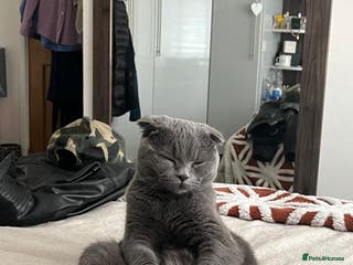 Scottish Fold cats Scotish fold - Advert 1