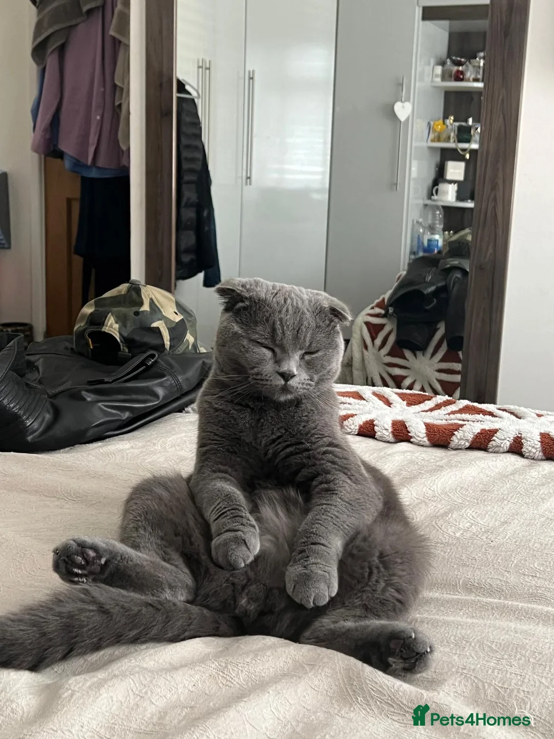 Scottish Fold cats for sale: Scotish fold  - Advert 1