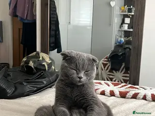 Scottish Fold cats Scotish fold - Advert 5