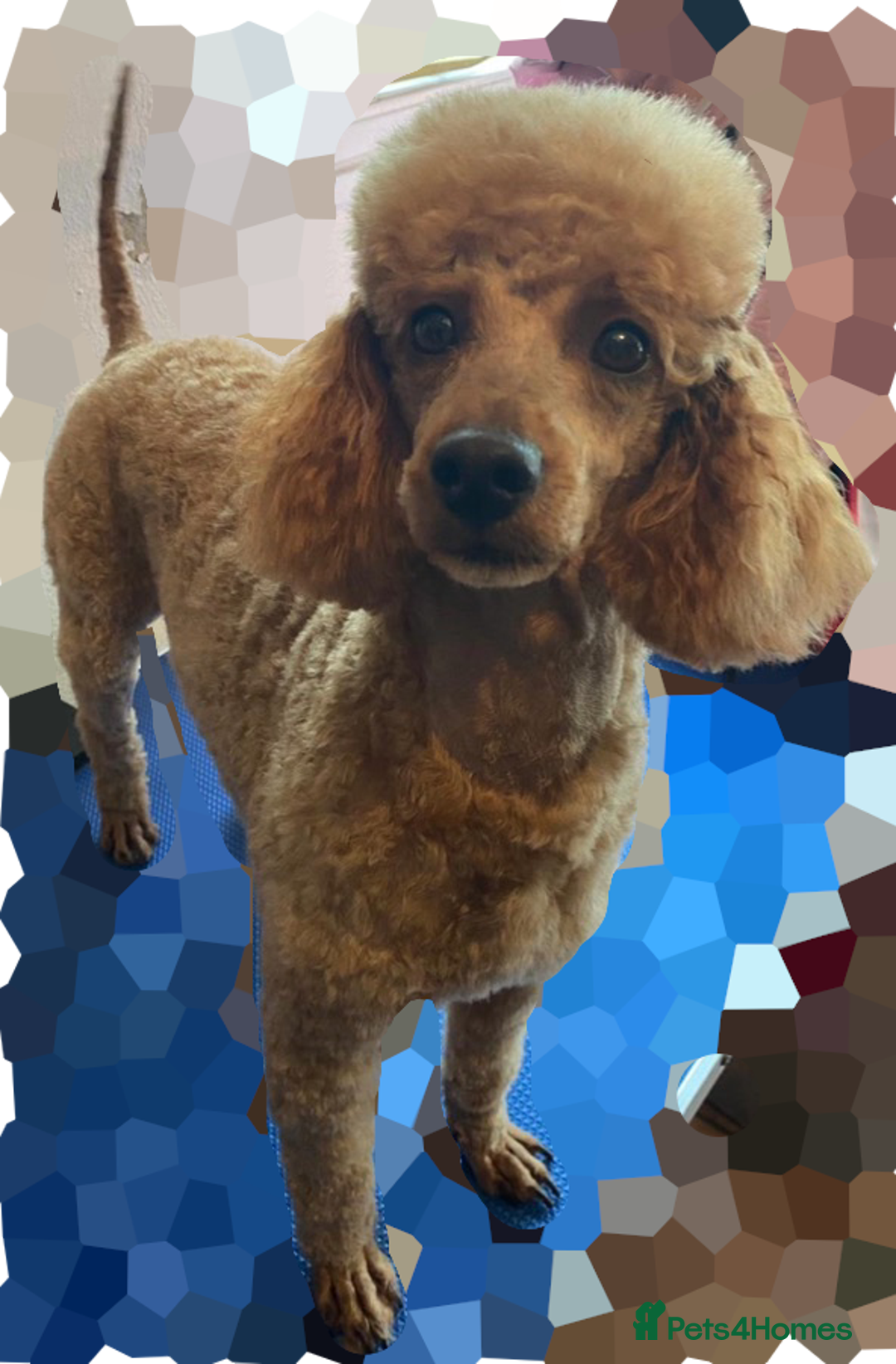 Maltipoo dogs for sale: Fully dna tested Maltipoos  - Image 19