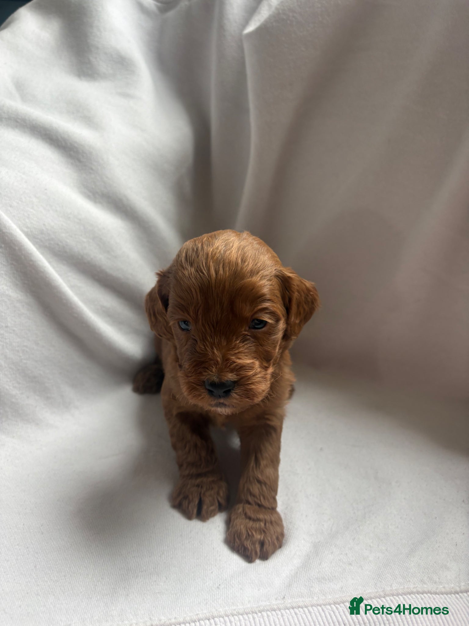 Cockapoo dogs Gorgeous F1 cockapoos 🤍 - Advert 1