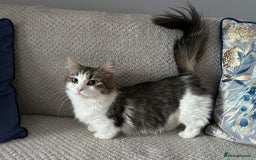 Munchkin cats for sale: Female munchkin  - Image 1