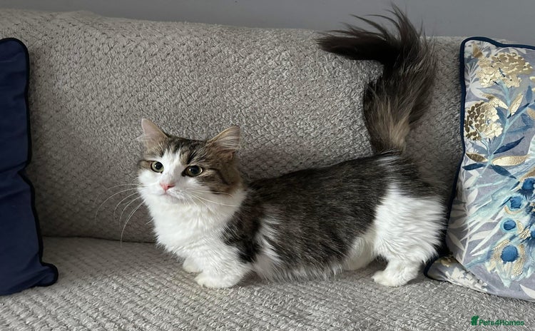 Munchkin cats - Advert 1