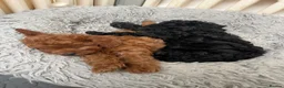 Cavapoo dogs for sale: Merlesque F1 10 week old trained puppies - Advert 5