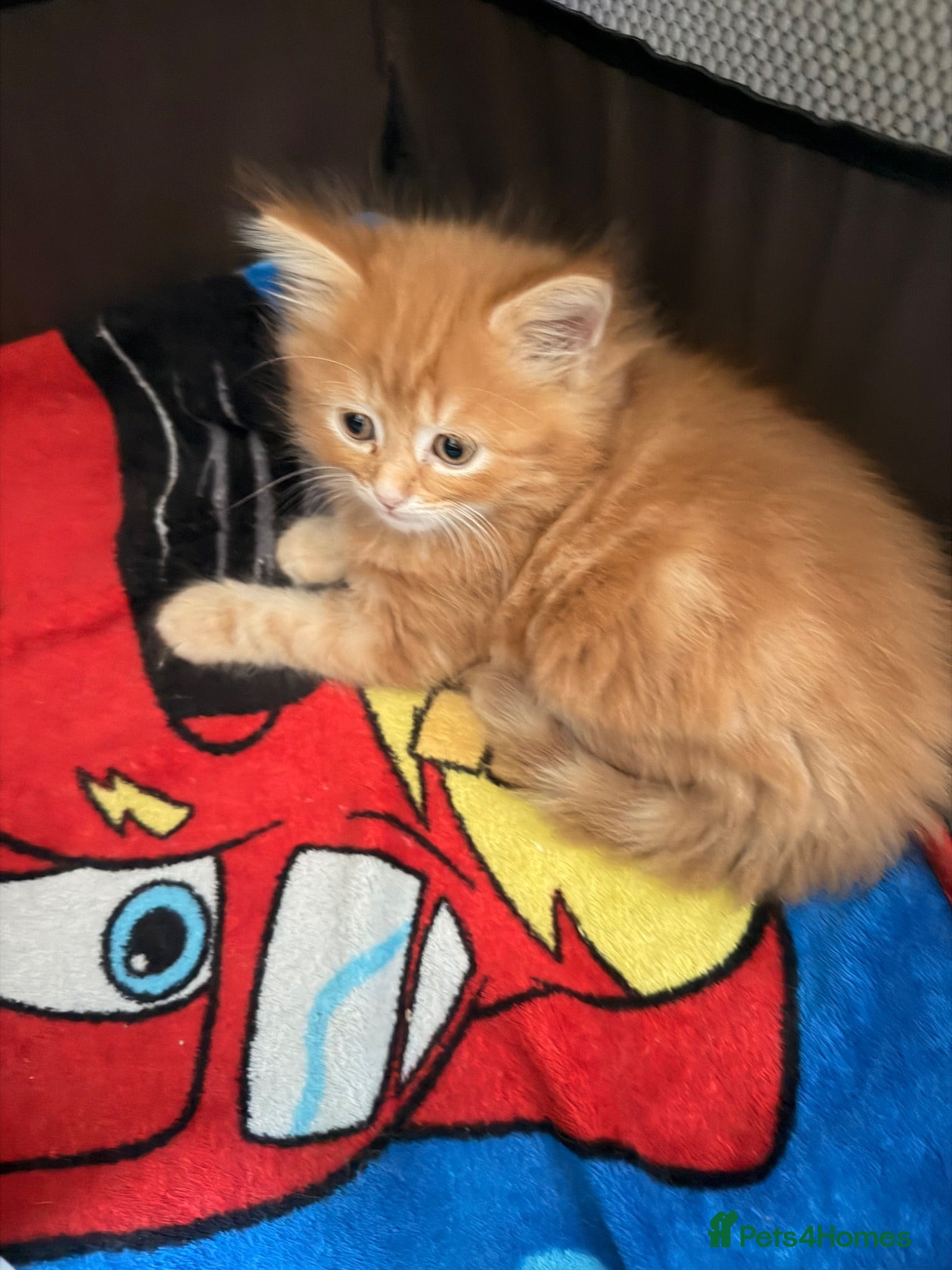 Mixed Breed cats Ginger kittens - Advert 4
