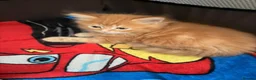 Mixed Breed cats for sale: Ginger kittens - Advert 1