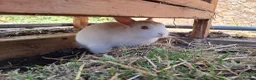 Netherland Dwarf rabbits for sale: Netherland dwarf x mini lop baby rabbits  - Advert 3