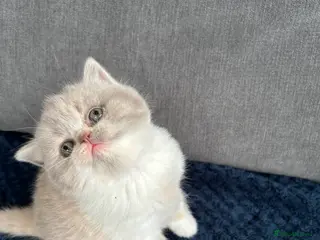 British Shorthair cats BRITISH SHORTHAIR KITTENS (Mother is a show cat) - Advert 3