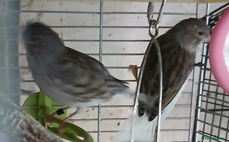 Canaries birds - Advert 16