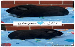 Guinea Pig rodents for sale: Guinea pig boars  - Image 9