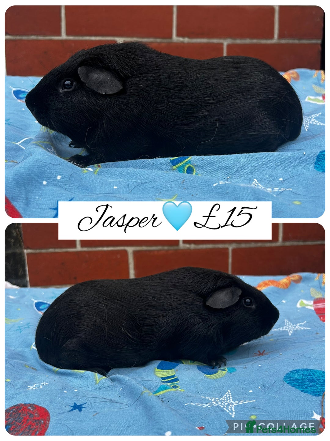 Guinea Pig rodents for sale: Guinea pig boars  - Image 9