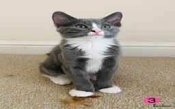 Domestic Shorthair cats for sale: Ragdoll Cross X DSH - Image 3