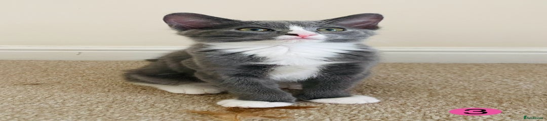 Female Kitten 3 